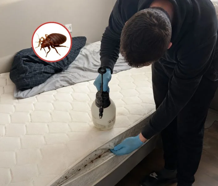 Technicien traitant un matelas contre les punaises de lit à Osmoy